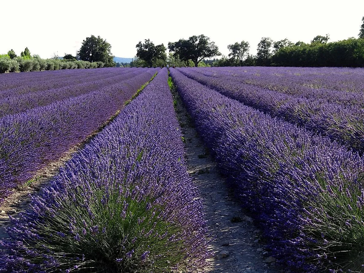 La Cour Des Sens Bed & Breakfast Lagnes